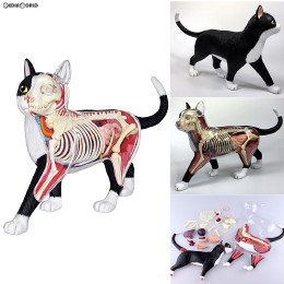 [FIG](再販)立体パズル No.29 4D VISION 動物解剖モデル 猫解剖モデル 黒/白 フィギュア スカイネット(アオシマ)